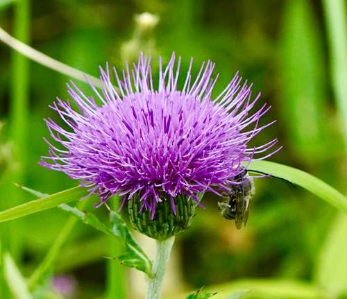 Cirsium japonicum iNat (1)