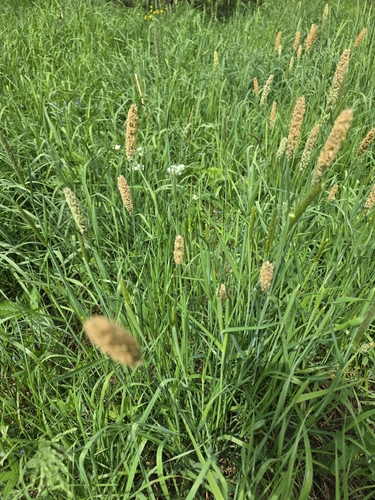 meadow foxtail (Alopecurus pratensis)
