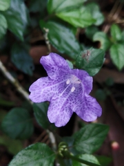 Strobilanthes rankanensis