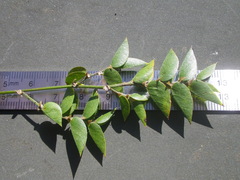 Psoralea imbricata