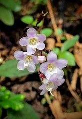 Staurogyne concinnula