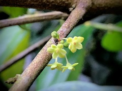 Glochidion acuminatum