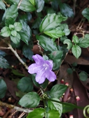 Strobilanthes rankanensis