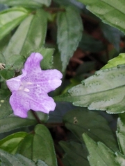 Strobilanthes rankanensis