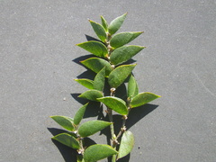 Psoralea imbricata