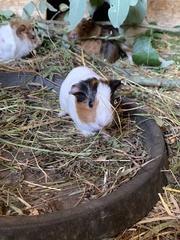 Cavia