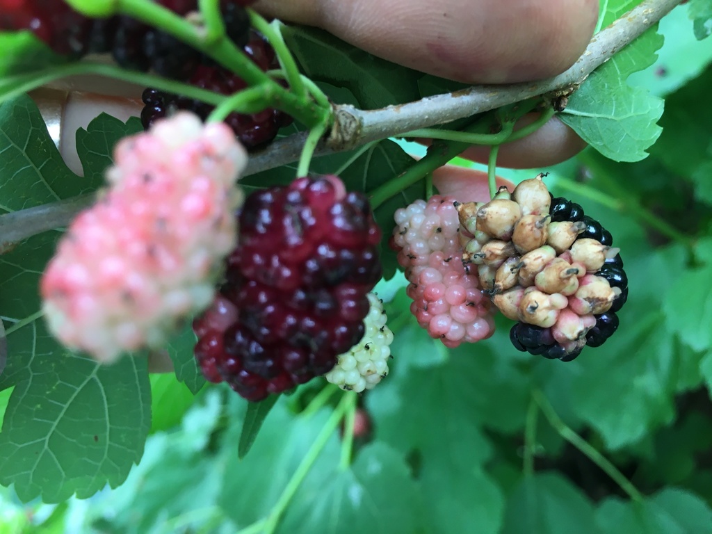 Enfermedad de las palomitas de la morera en una planta