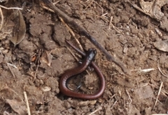 Batrachoseps gavilanensis