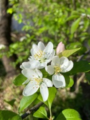 Magnoliopsida
