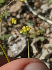 Eriogonum pusillum