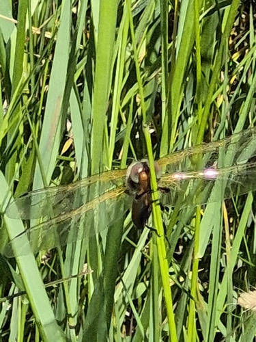 Scarce Chaser
