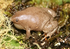 Rio Elongated Frog photo 4
