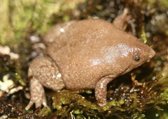 Rio Elongated Frog photo 3