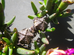 Lampranthus aduncus