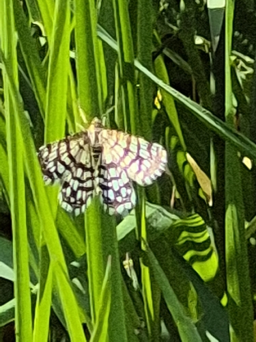 Latticed Heath