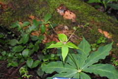 Paris polyphylla stenophylla