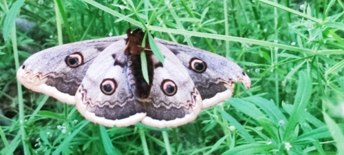 Giant Peacock Moth