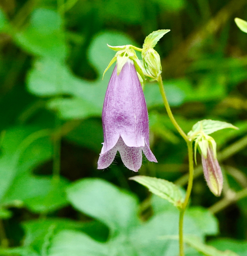 Campanula punctata iNat (2)