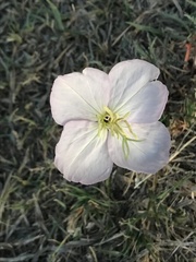Oenothera tetraptera
