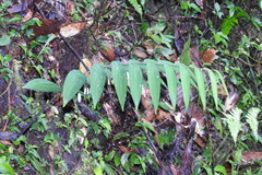 Polygonatum arisanense