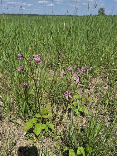 ragged-robin