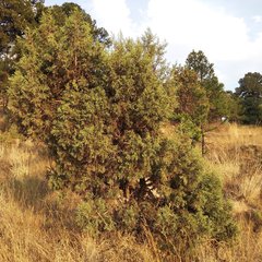Juniperus deppeana deppeana