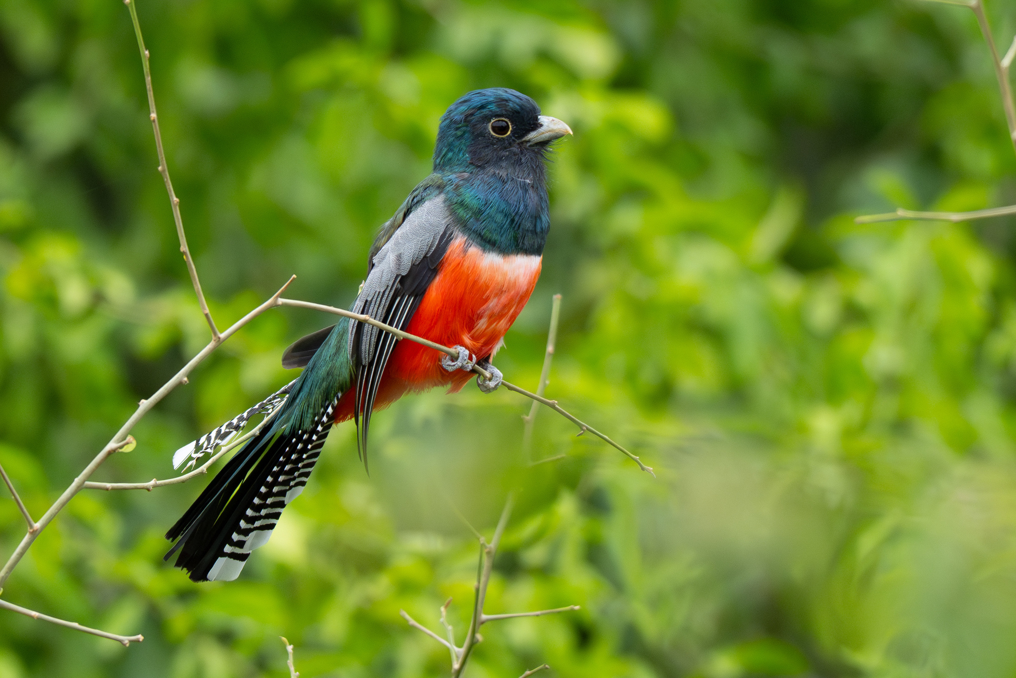Blue-crowned Trogon (Trogon curucui), photo 10