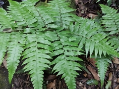 Diplazium taiwanense