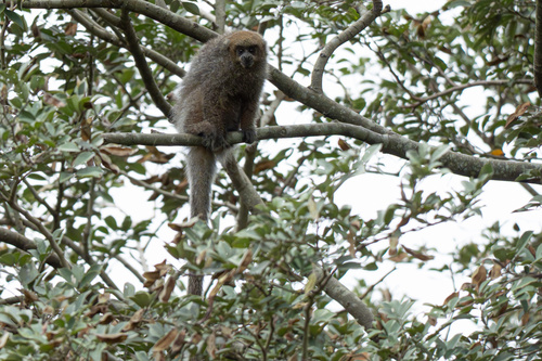 Pale Titi