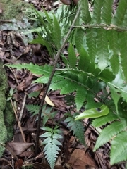 Diplazium taiwanense