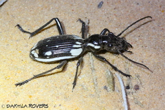 Anthia sexmaculata