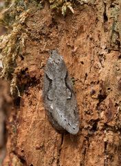 Semioscopis steinkellneriana