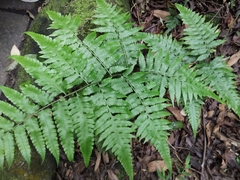 Diplazium taiwanense