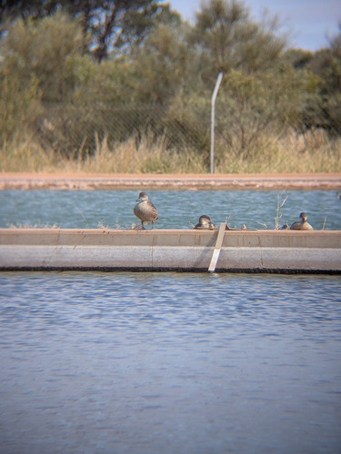 Grey Teal