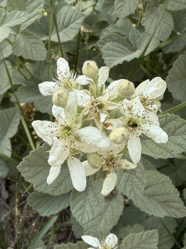 Rubus canescens, photograph 6