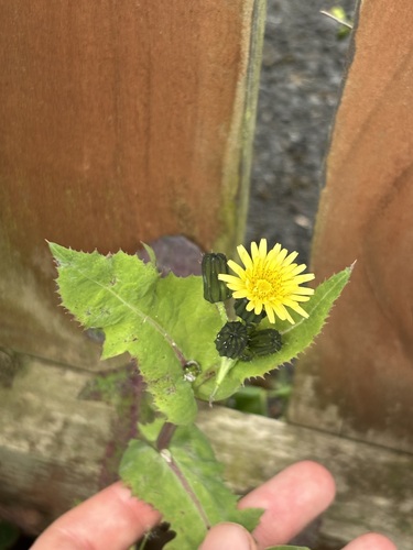 Common Sow-thistle