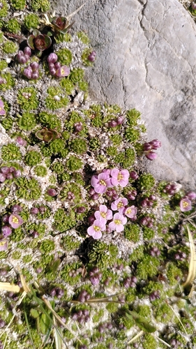 Petrocallis pyrenaica, photograph 4