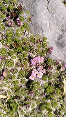 author not stated, no rights reserved Petrocallis pyrenaica, photograph author not stated, no rights reserved