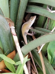 Anolis carolinensis