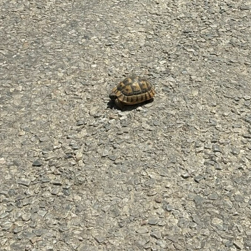 Greek Tortoise