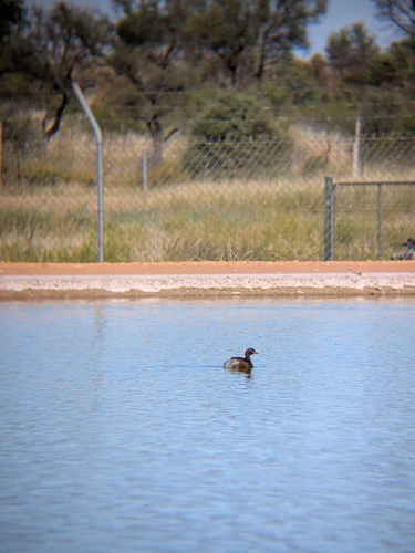 Australasian Grebe