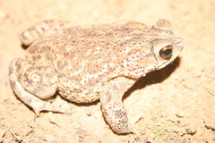 Rhinella major