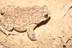 Rhinella major