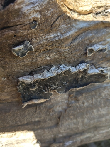 Tripe Fungus