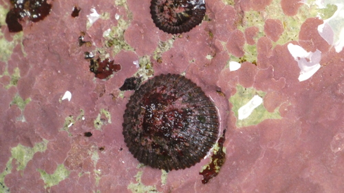 Cellana sandwicensis observed 2026-05-22