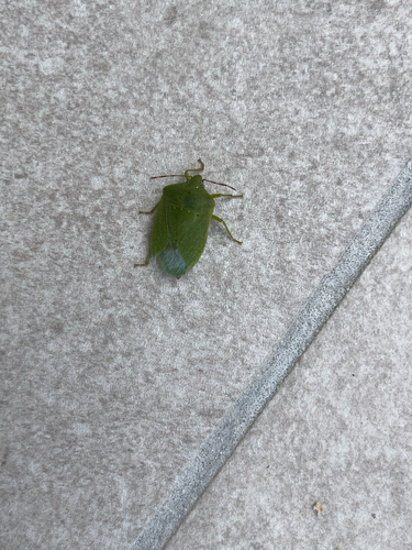 Southern Green Stink Bug