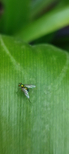 Chrysosoma globiferum