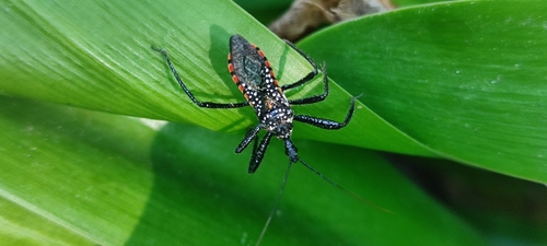 Rhynocoris albopunctatus
