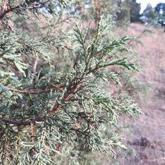 Juniperus deppeana deppeana