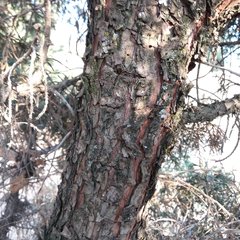 Juniperus deppeana deppeana